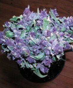 Buy Purple Haze Online in Italy